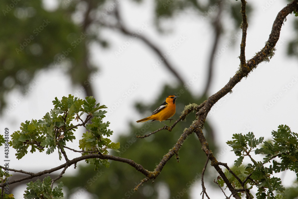 Santa Barbara Wild Bird, Birds of California Santa Barbara Wild Bird, Birds of California