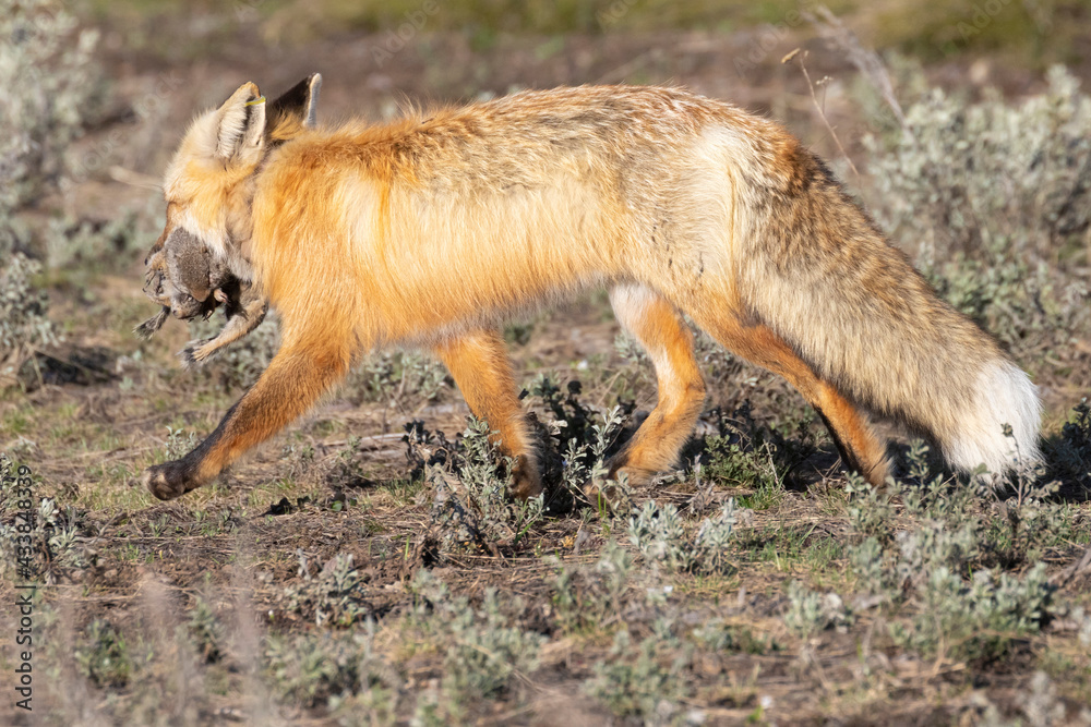 Fototapeta premium A wild fox with prey in its mouth wandering back to its den in Grand Teton National Park (Wyoming).