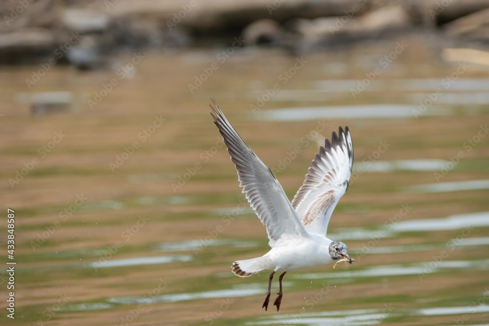 Seagull with a fish in its mouth at the lake of Constance in Switzerland 28.4.2021 Seagull with a fish in its mouth at the lake of Constance in Switzerland 28.4.2021