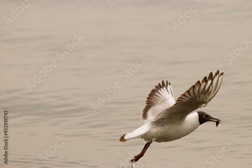 Seagull with a fish in its mouth at the lake of Constance in Switzerland 28.4.2021 © Robert