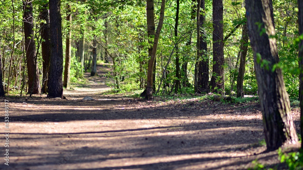 Forest trees. nature green wood sunlight backgrounds Forest trees. nature green wood sunlight backgrounds