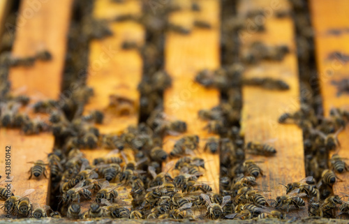 Colony of bees on hive frames.