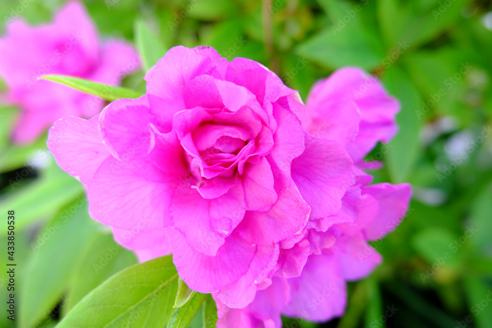 ピンクの可愛い花の開花