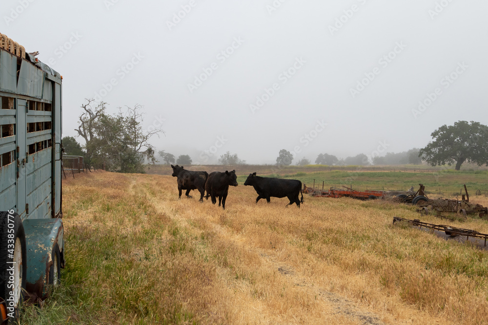 Black Angus in Santa Barbara Black Angus in Santa Barbara