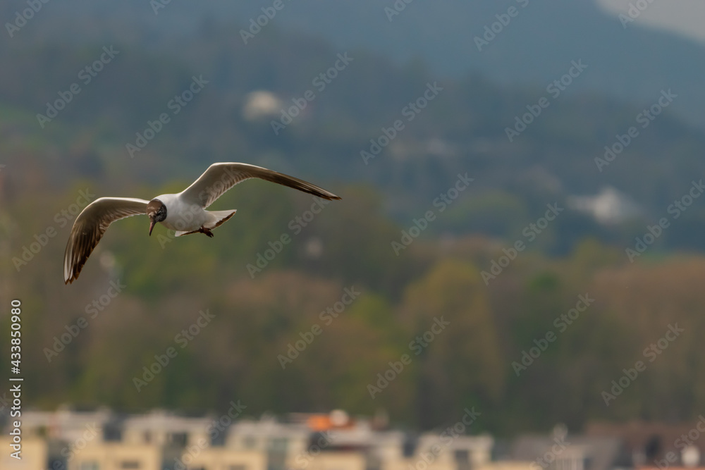 Flying seagull at the lake of Constance in Switzerland 28.4.2021 Flying seagull at the lake of Constance in Switzerland 28.4.2021