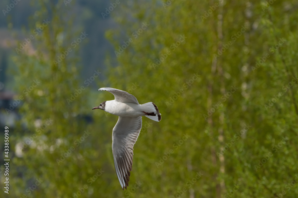 Flying seagull at the lake of Constance in Switzerland 28.4.2021 Flying seagull at the lake of Constance in Switzerland 28.4.2021