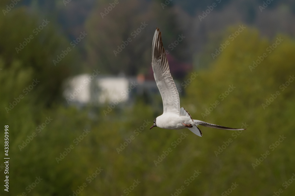 Flying seagull at the lake of Constance in Switzerland 28.4.2021 Flying seagull at the lake of Constance in Switzerland 28.4.2021