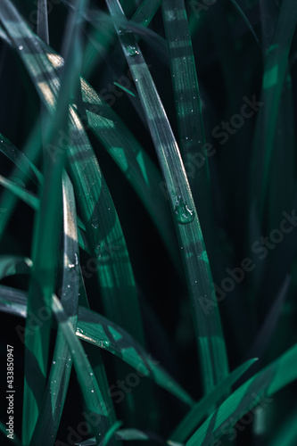 Vertical shot of a water drop on green grass for wallpaper and background photo