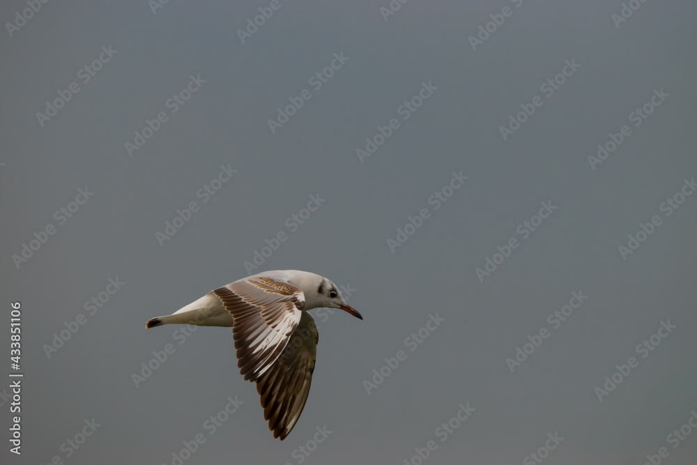 Fototapeta premium Flying seagull at the lake of Constance in Switzerland 28.4.2021