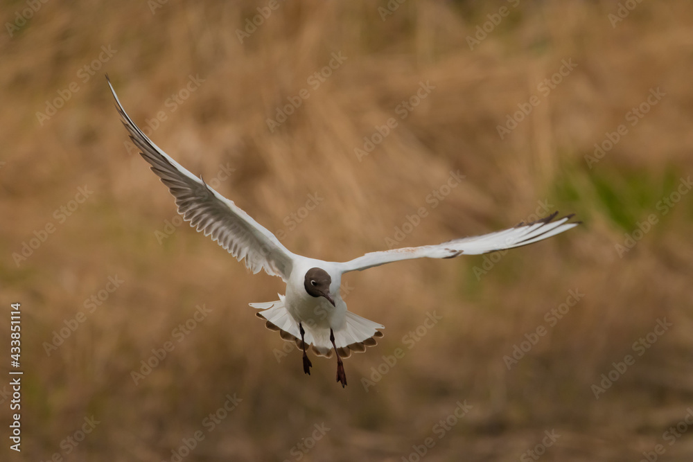 Flying seagull at the lake of Constance in Switzerland 28.4.2021 Flying seagull at the lake of Constance in Switzerland 28.4.2021