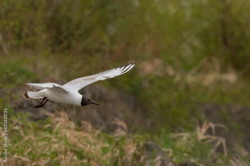 Flying seagull at the lake of Constance in Switzerland 28.4.2021