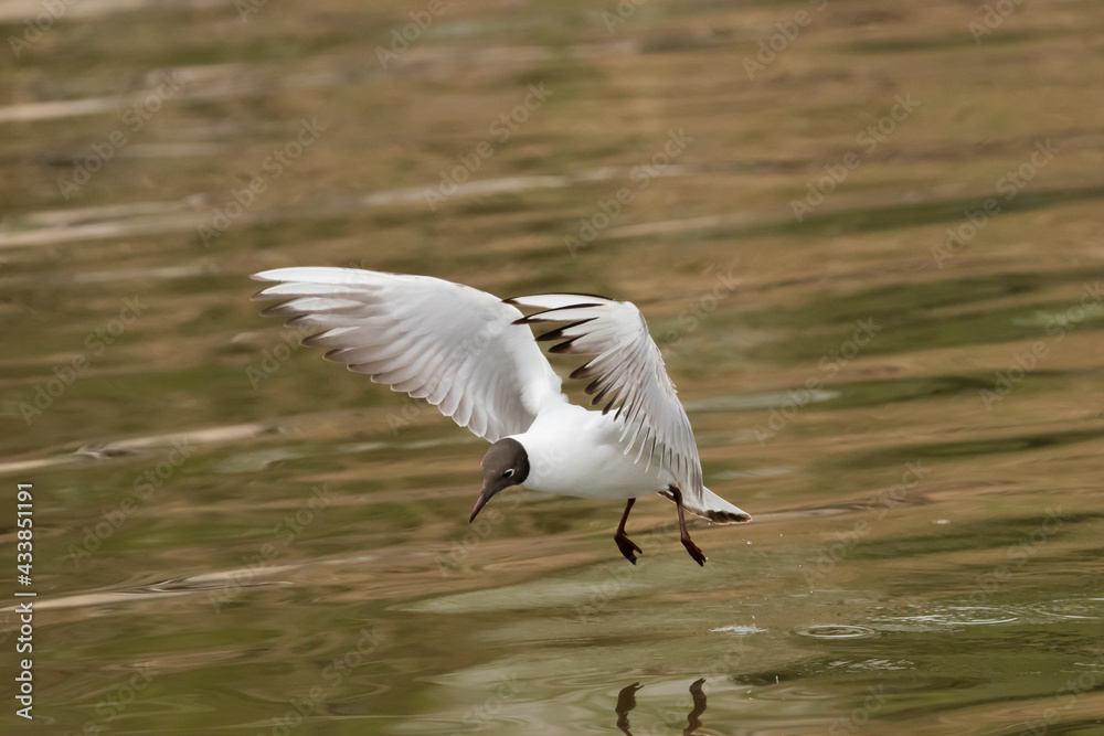 Flying seagull at the lake of Constance in Switzerland 28.4.2021