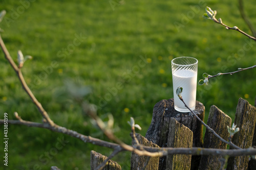 A glass of fresh cow's milk stands on an old fence in the branches of a budding tree . World Milk Day. An environmentally friendly product rich in calcium. Natural protein. Green background. copyspace © Maryna