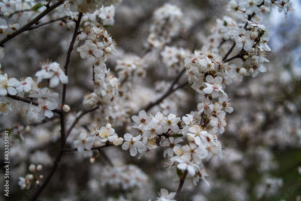 Close up view of branches with white flowers. Beautiful nature spring background. Close up view of branches with white flowers. Beautiful nature spring background.