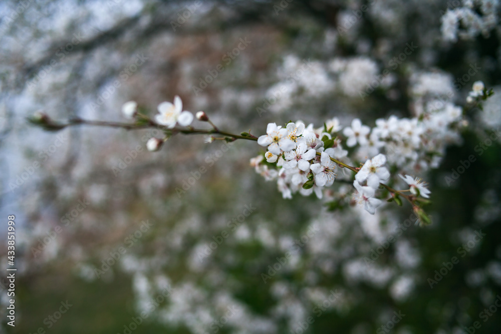 Close up view of branches with white flowers. Beautiful nature spring background.