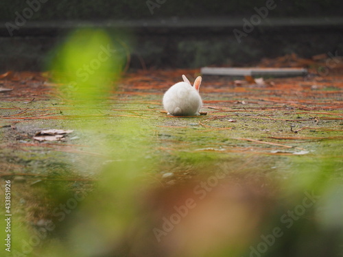 うさぎの日常の様子