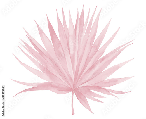 Pink Leaf. Watercolour Palm Leaf. Watercolor illustration isolated on white background