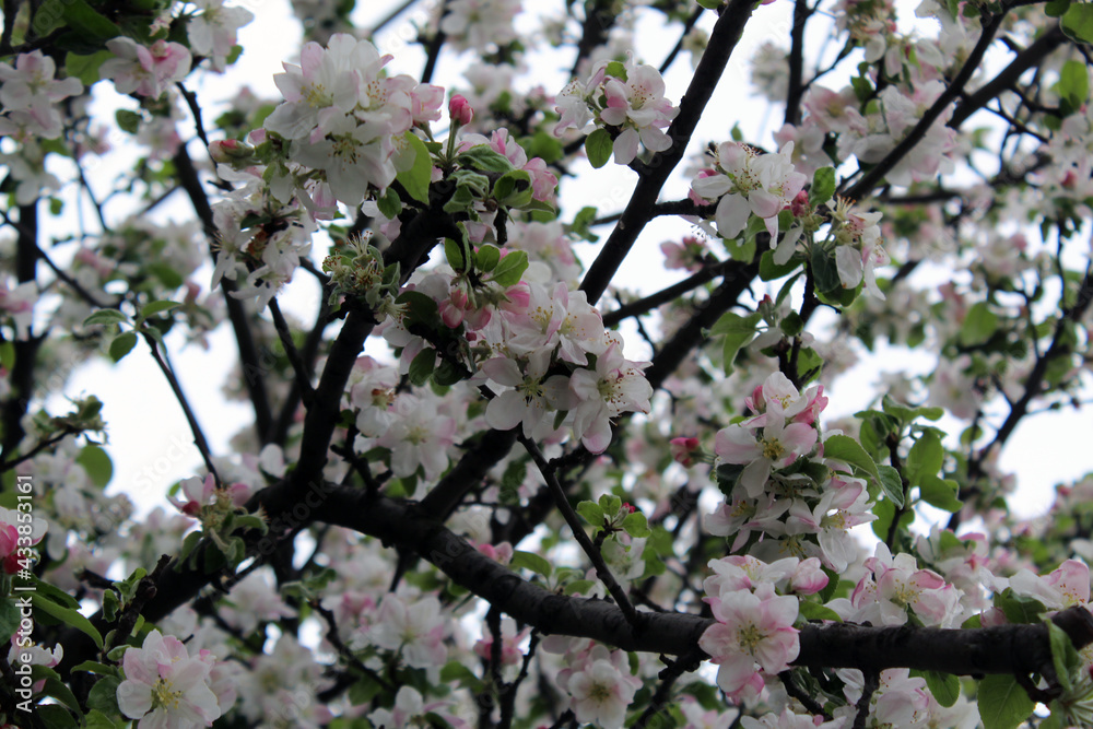 Apple Tree (Malus domestica) in garden in bloom Apple Tree (Malus domestica) in garden in bloom