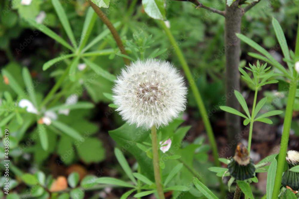 Pappus of Taraxacum Officinale (Dandelion). Ripe fruits (cypsela) of Taraxacum Officinale. Grass in the background. Pappus of Taraxacum Officinale (Dandelion). Ripe fruits (cypsela) of Taraxacum Officinale. Grass in the background.