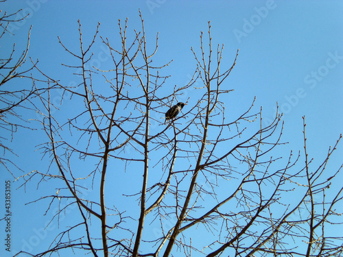 Crowd  Corvus frugilegus  stay in a linden tree  Tillia  with blue sky in the background