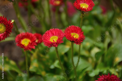 Red summer flowers with yellow core outdoor on a sunny day. Natural background concept. Copy space for design or text