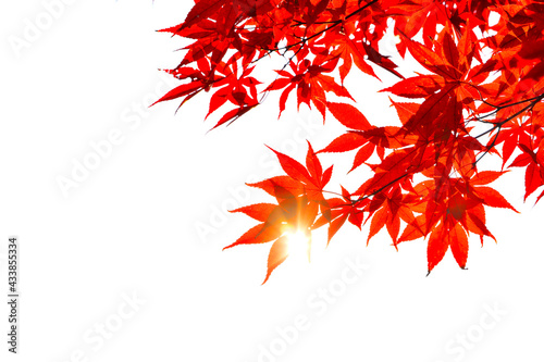 빨간 가을 단풍잎