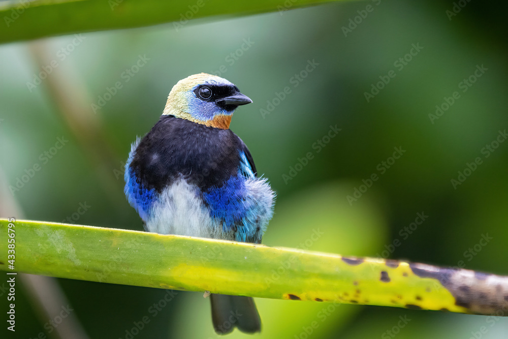 Obraz premium lilac roller