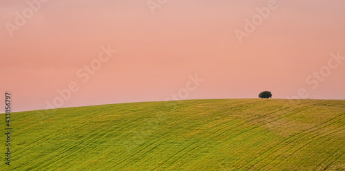 Green hill with a small tree and the pink sky in the background