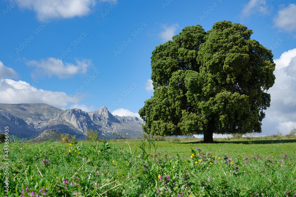 Large centenary holm oak in a meadow with the mountains in the background one sunny spring morning in Andalucia (Spain)