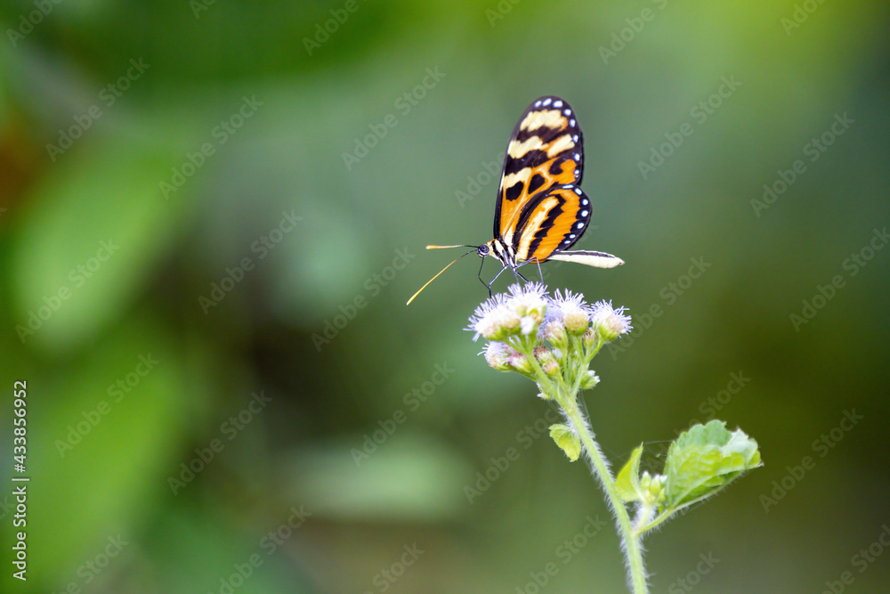 butterfly on a flower