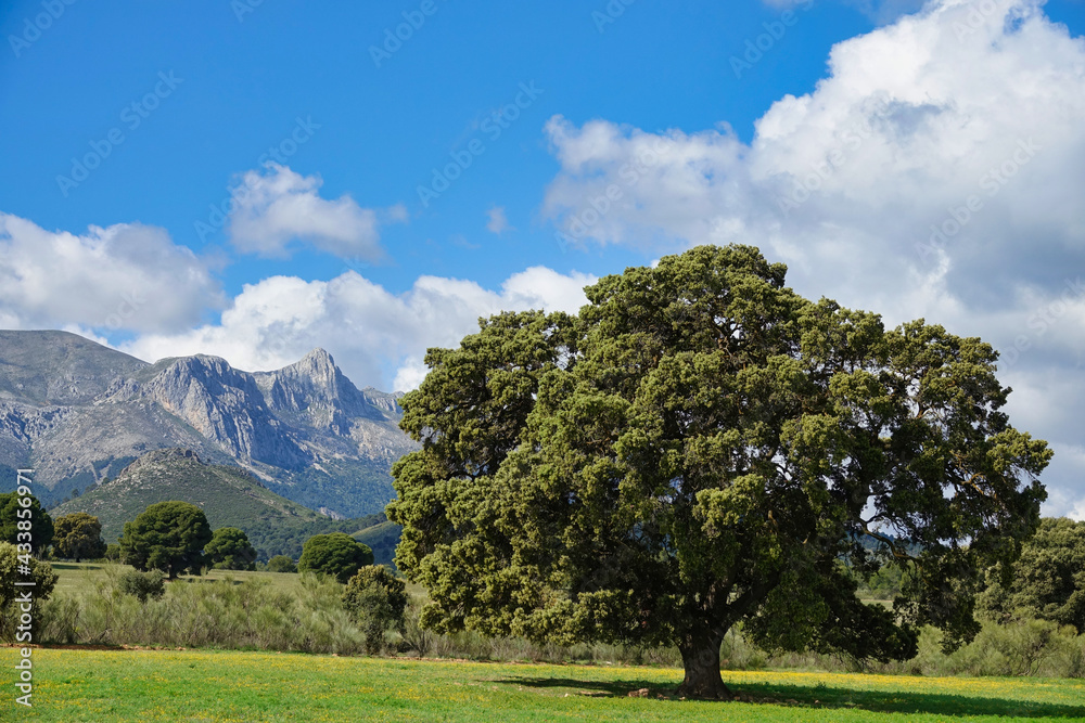 Large centenary holm oak in a meadow with the mountains in the background one sunny spring morning in Andalucia (Spain)