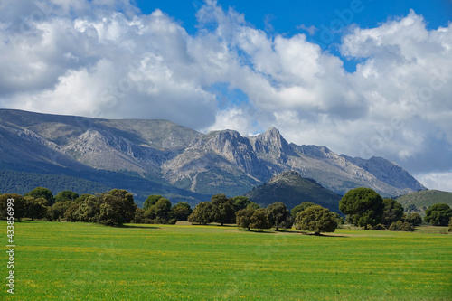 Large oaks in a meadow with the mountains in the background one sunny spring morning in Andalucia (Spain)
