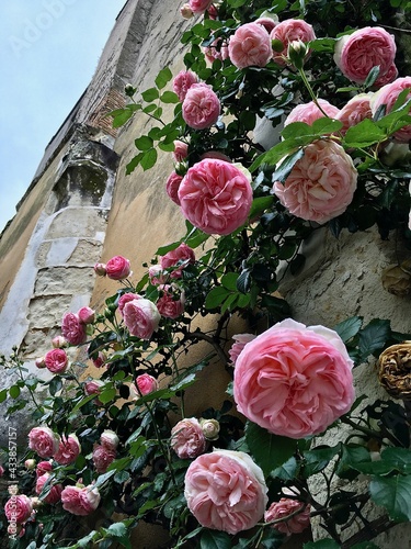 Pink Roses Growing up Wall of Old Stone House in France