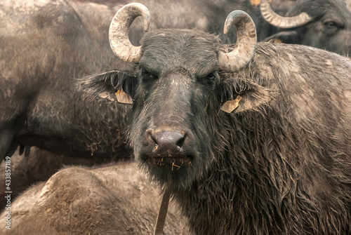 Water buffalo herd  grazing in country farm © varbenov