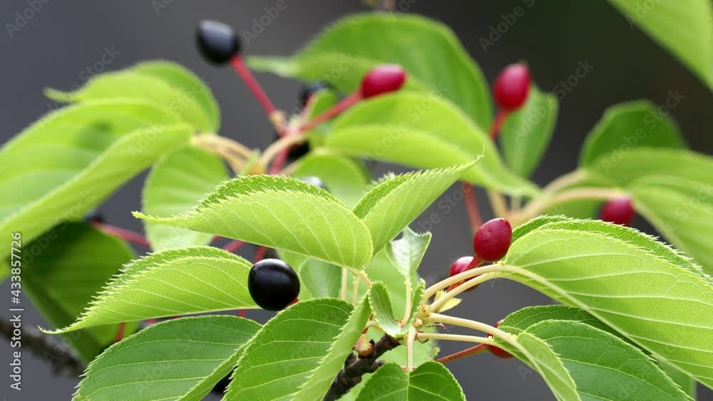 Tokyo,Japan-May 16, 2021: Closeup of colorful cherry fruits on a tree
Tokyo,Japan-May 16, 2021: Closeup of colorful cherry fruits on a tree