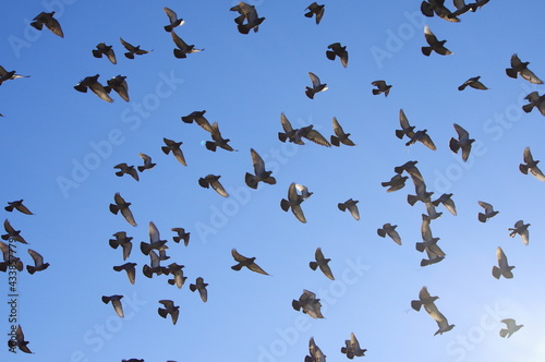 飛翔する鳩の群れ © ayatomosyun