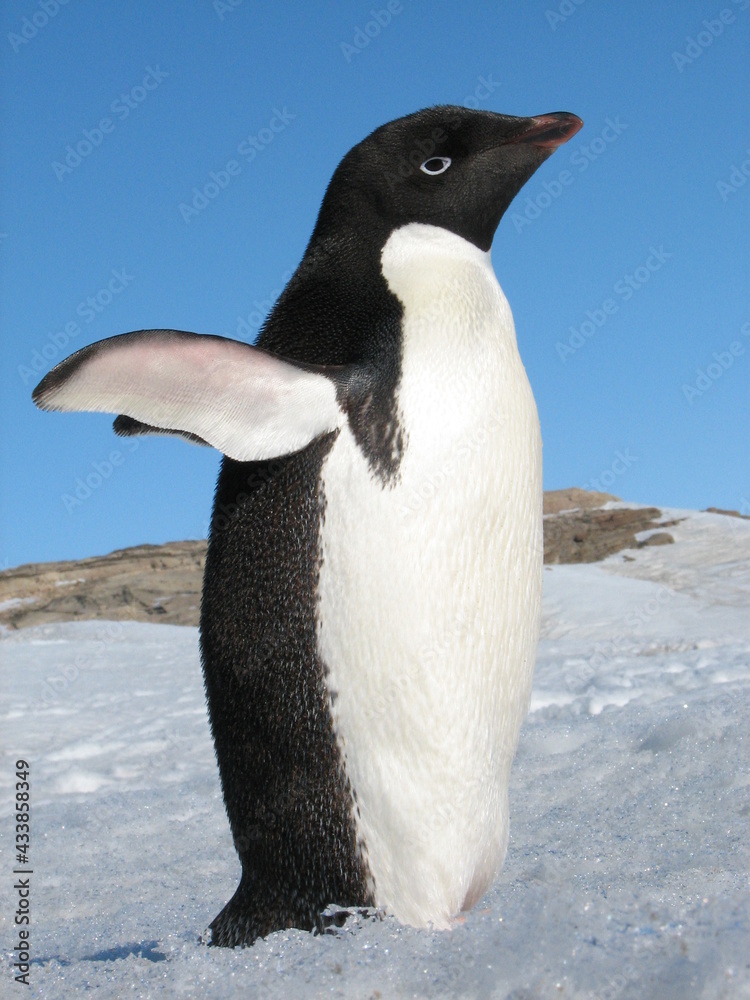 Obraz premium 海氷上のアデリーペンギン