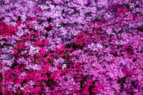 一面に咲く芝桜の接写