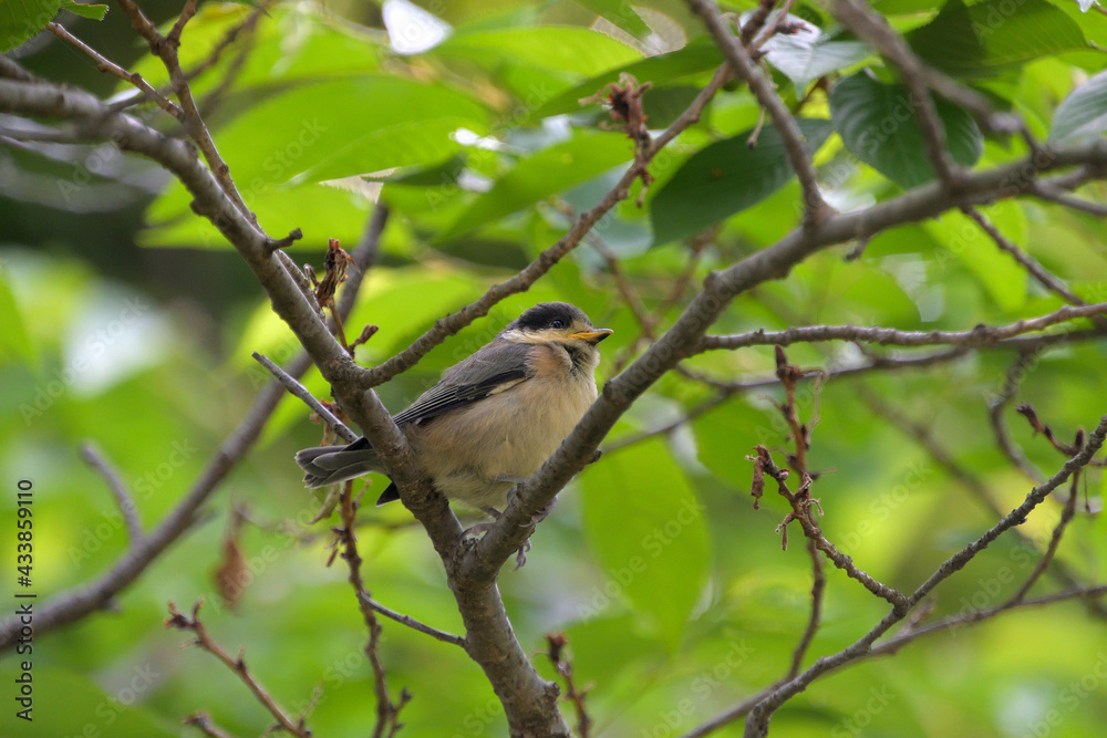 ヤマガラの幼鳥 ヤマガラの幼鳥