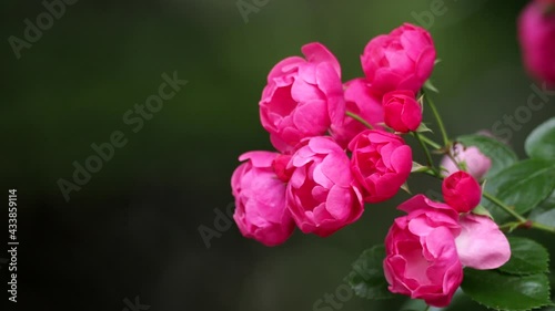 Tokyo,Japan-May 16, 2021: Closeup of red roses -- Breed Angela -- in the morning
 photo