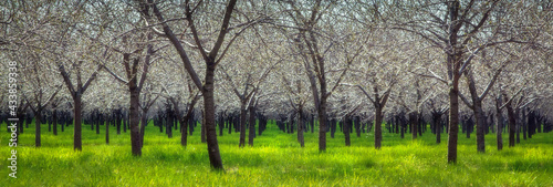 Cherry orchard in Door County