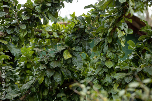 Calabash Tree with selective focus photo