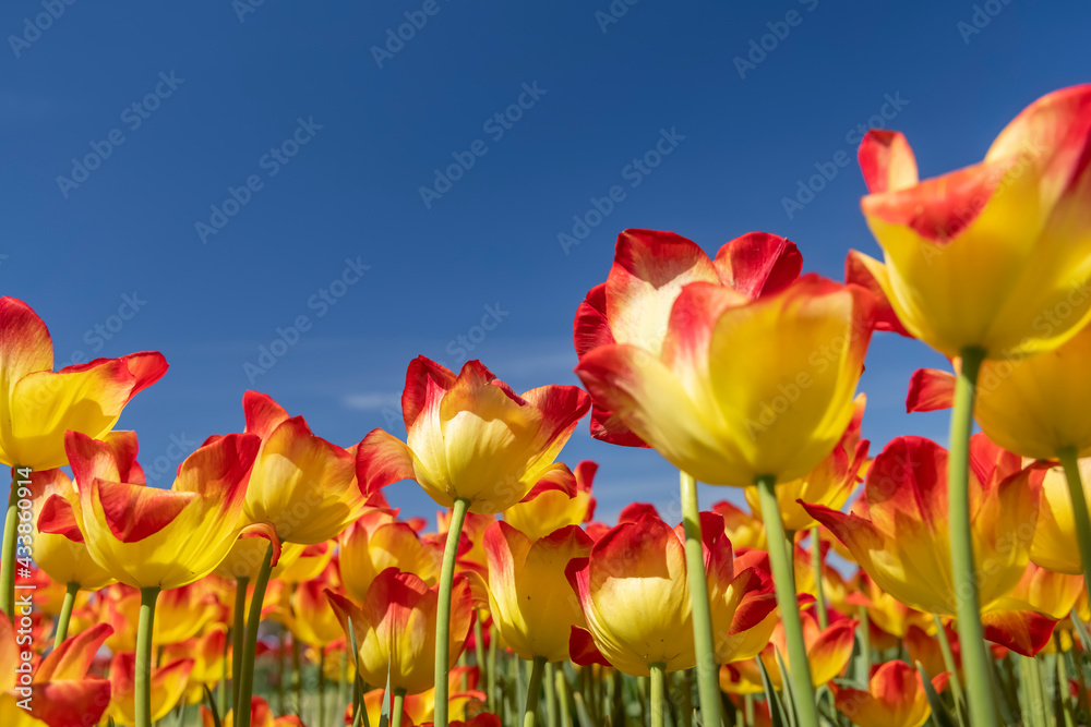Colorful Tulip flowers against blue sky background