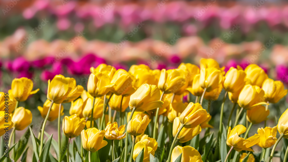 Obraz premium Row of Yellow Tulip flowers in the Tulip farm