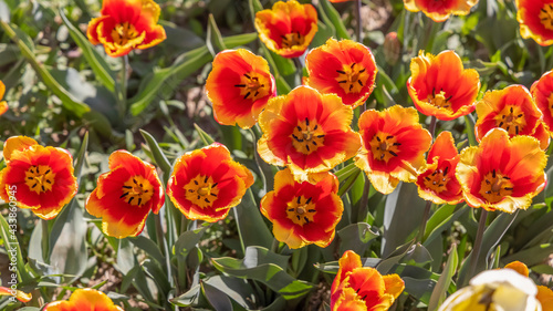 Top view of Orange and Yellow color Tulip flowers © SNEHIT PHOTO