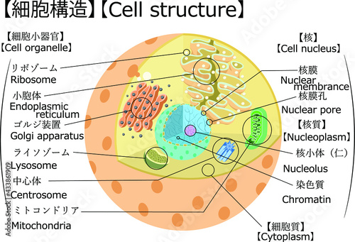 細胞　構造　イラスト