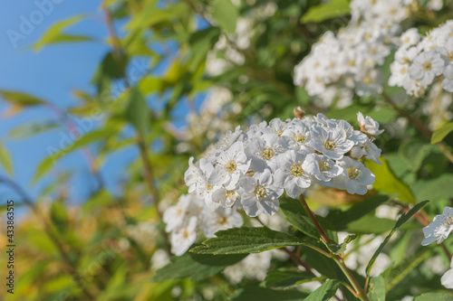 hawthorn flowers outdoors crataegus monogyna