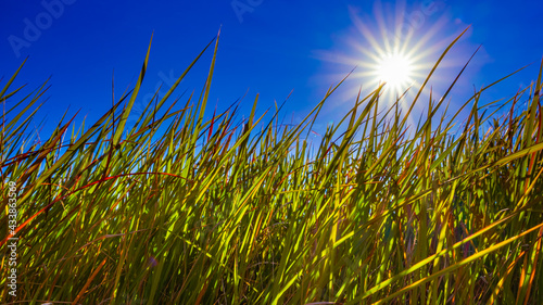 【自然風景】太陽がまぶしい初夏の青空の下の草原の様子 ローアングル 
