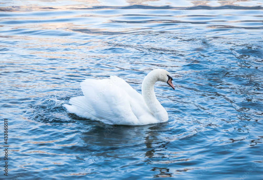 Fototapeta premium Beautiful view of a white swan at Hallstatt Lake - Hallstatt, Austria 