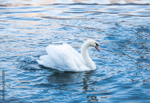 Beautiful view of a white swan at Hallstatt Lake - Hallstatt, Austria 